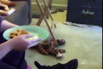 A Day in the Life of Randi