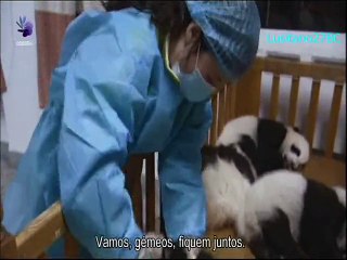 A Terra do Panda - Land Of The Panda - Odisseia