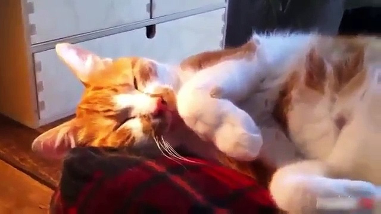 Cute Dogs Compilation Funny Cats Best Funny Dogs Cats 20xx 2015