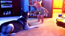 Funny cats Dogs and babies playing together Cute Dog cat baby compilation Dogs life