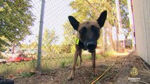 Marijuana-sniffing dogs no longer needed in Oregon