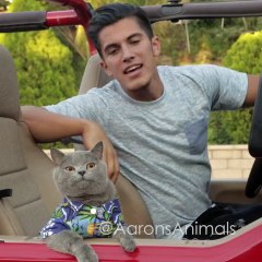 Chat défie une voiture et après ça se plante