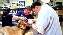 Welcome to Vets Toronto and Kingston Road Animal Hospital - Veterinarians in Toronto, Ontario