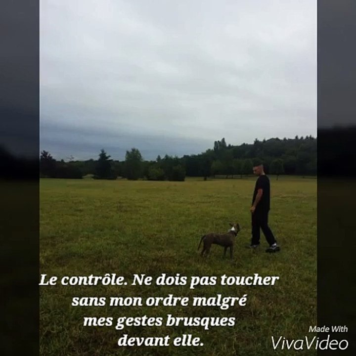 Éducation, Dressage, obéissance Américain staff