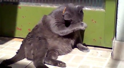 Gato "Gordo" tomando banho de Sol