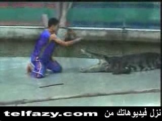 Crocodile attak