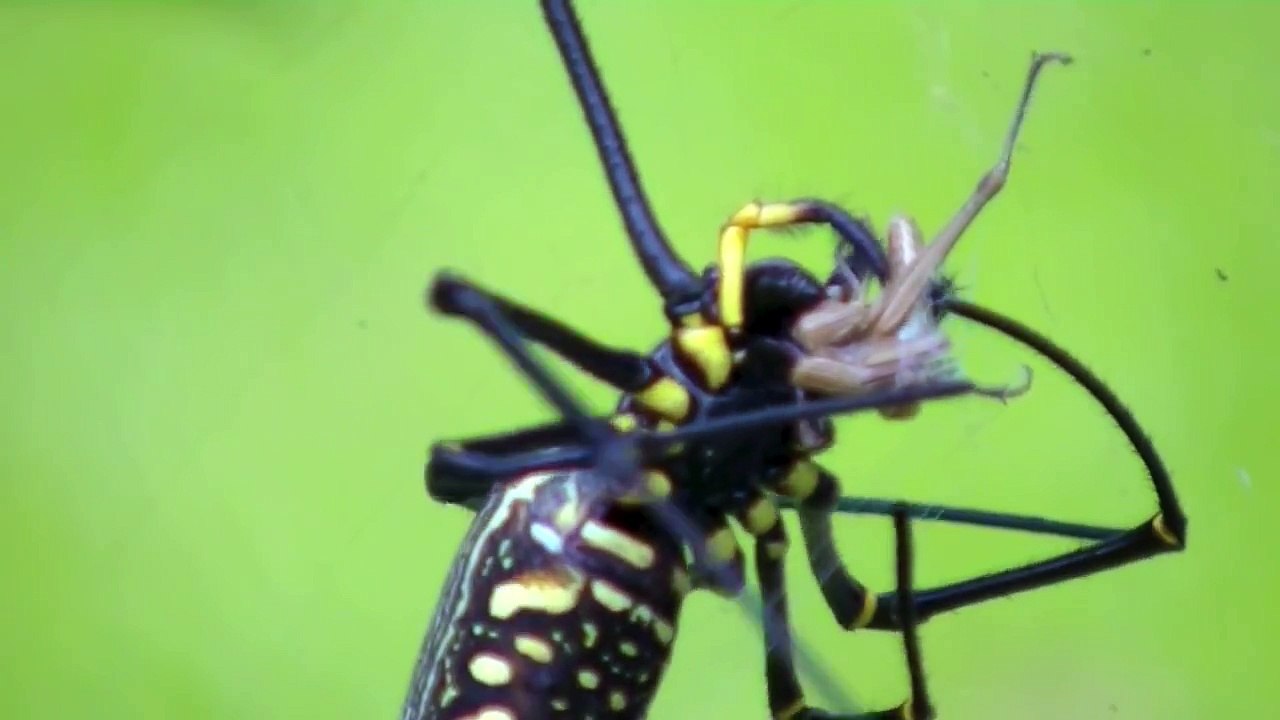 Giant Spider Eating It's Prey