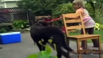 Funny video, Clip, Animal, Prank, Sport, Amazing (27)