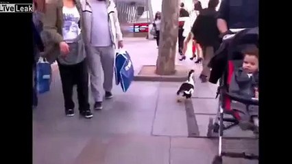 Liveleak - Man walks his duck along street-copypasteads.com