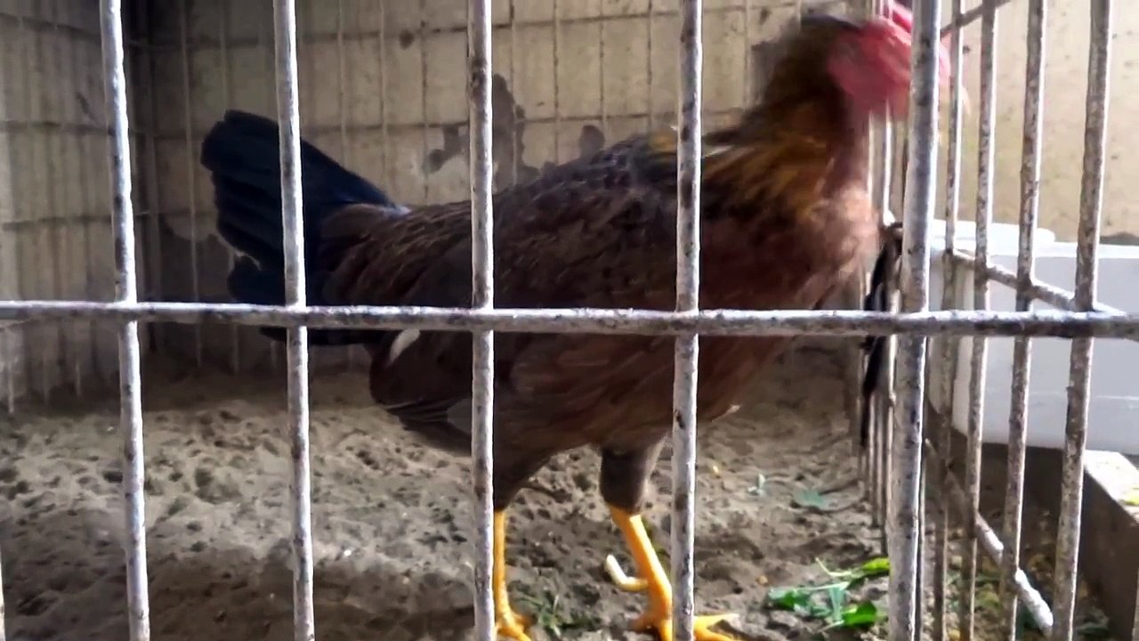 GALLOS DE PUERTO RICO