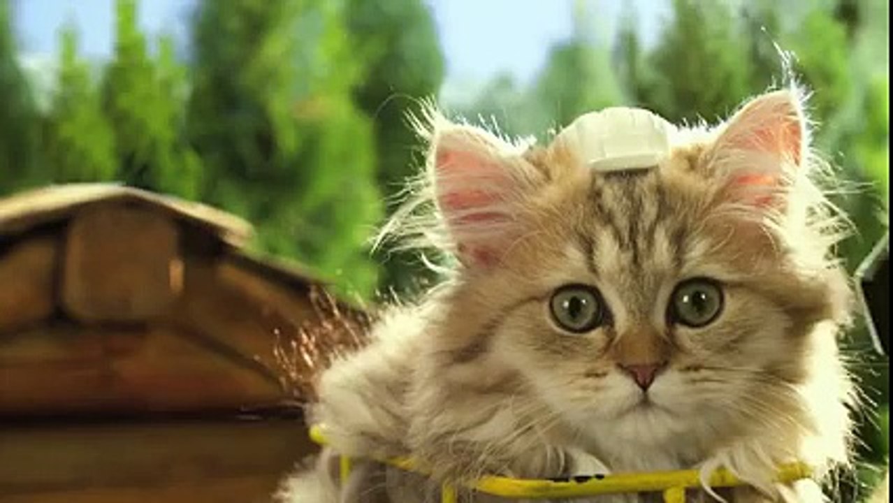 Pub avec des chatons