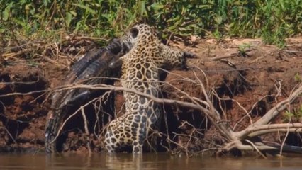 JAGUAR ATTACKS AND KILLS CROCODILE BADLY