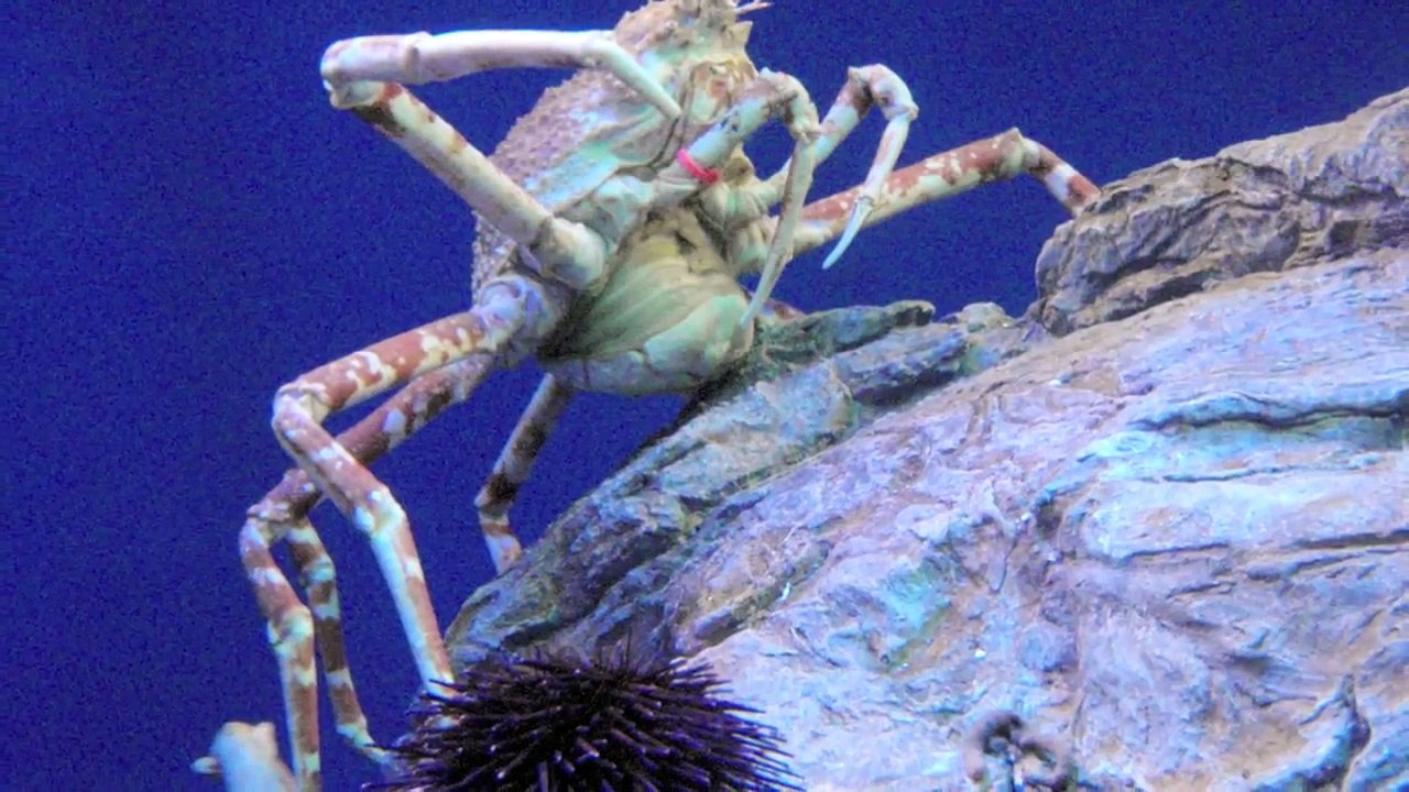 Aquarium of the Pacific's Japanese Spider Crab Laid Eggs - video