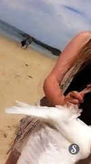 Download Video: Une fille attrape un goéland à mains nues à la plage