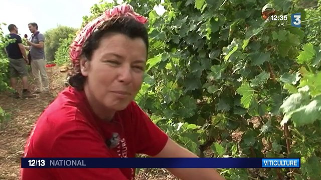 Les premières vendanges ont démarré