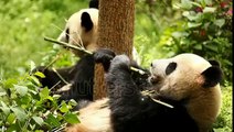 Giant Panda Bear Eating Bamboo