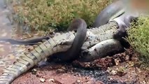 Piton yılanı timsahı böyle yuttu...