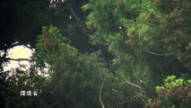 野生下のトキのヒナ2羽にエサを与えるオスの親鳥 （2012年5月28日）