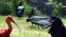 Waldrappen - Geronticus eremita - northern bald ibis