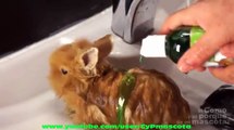 Bañar a conejo con agua