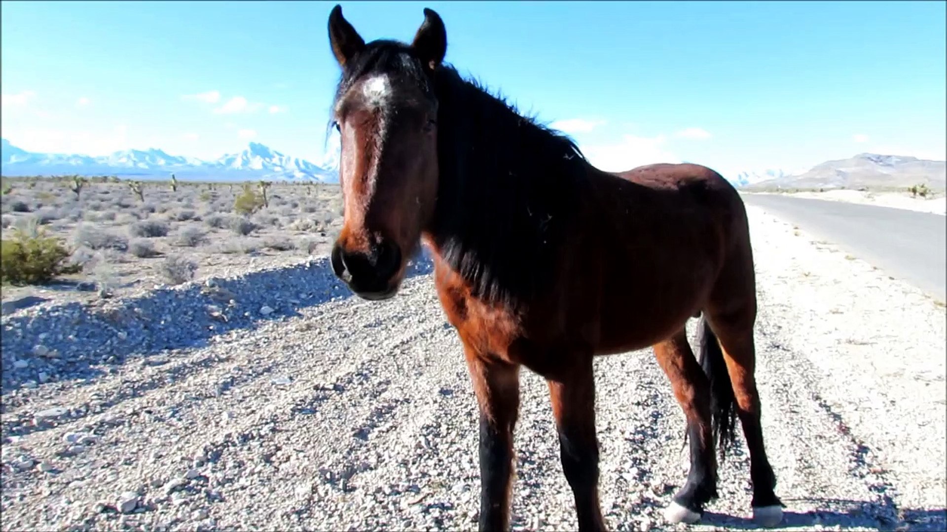Short Video of Running Wild Horses