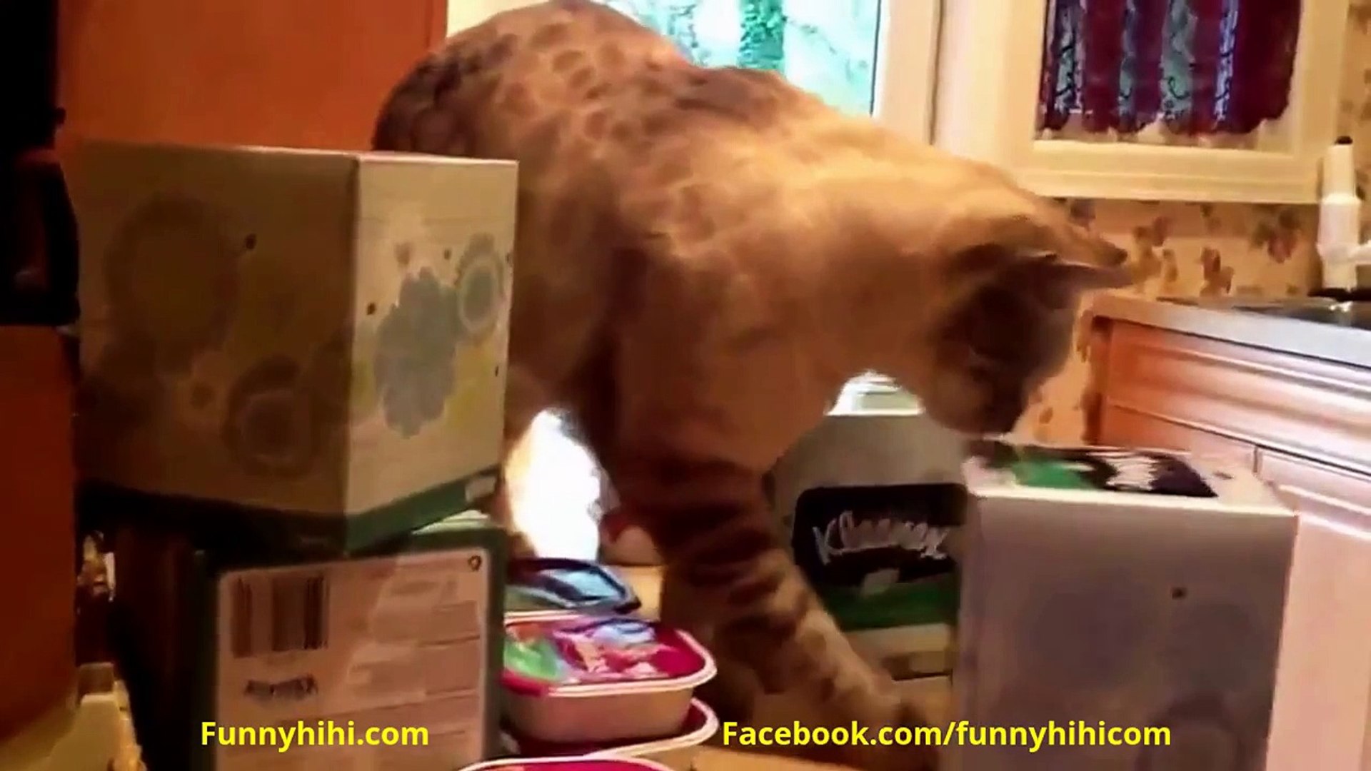 FUNNY CATS Funny Cat Videos Funny Cats compilation 2015 #2