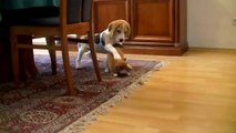 Shiba Inu playing with Beagle
