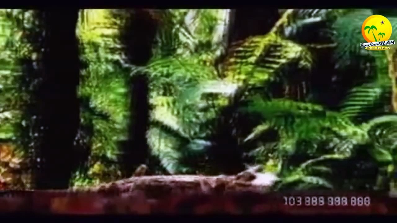 La théorie de Darwin simplifiée.L'evolutionnisme de A à Z.Darwin's Theory of Evolution Simplified