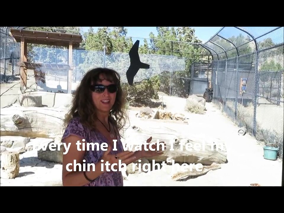 Bear Talking with Marla Steele