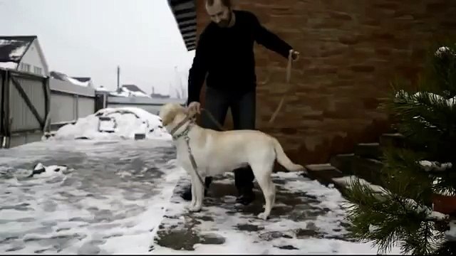 Воспитание непослушного лабрадора. Урок первый. Устанавливаем контакт с собакой