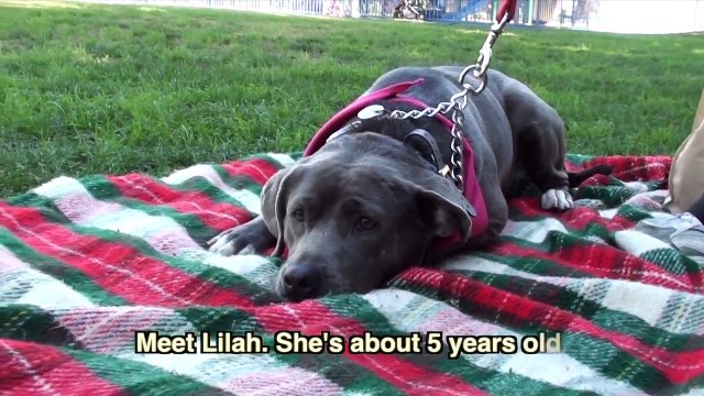 American Pit Bull Terrier / Weimaraner Mix LILAH - Available for Adoption!