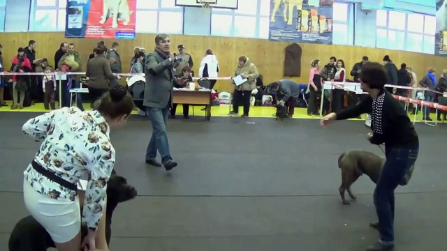 Выставка собак Русь - 2014 . Часть 2.