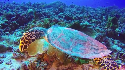 Scuba Diving in Bora Bora & Rangiroa