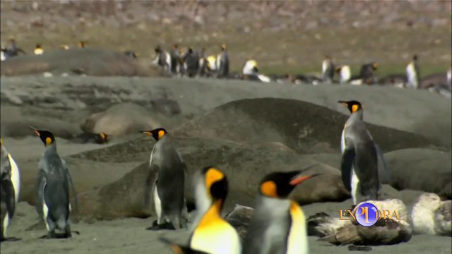 Las Peleas de los Elefantes Marinos