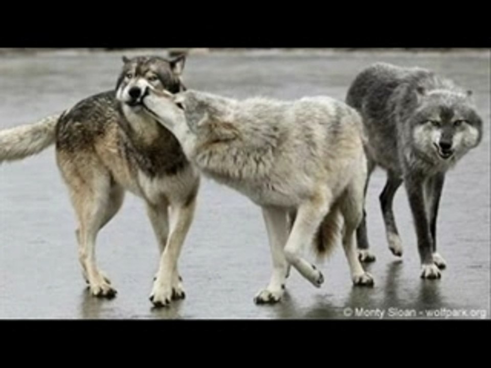 Wolf Slideshow