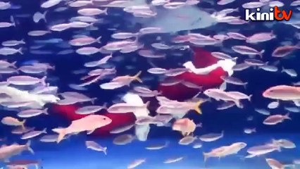 Santa Claus agih hadiah di tangki ikan Tokyo