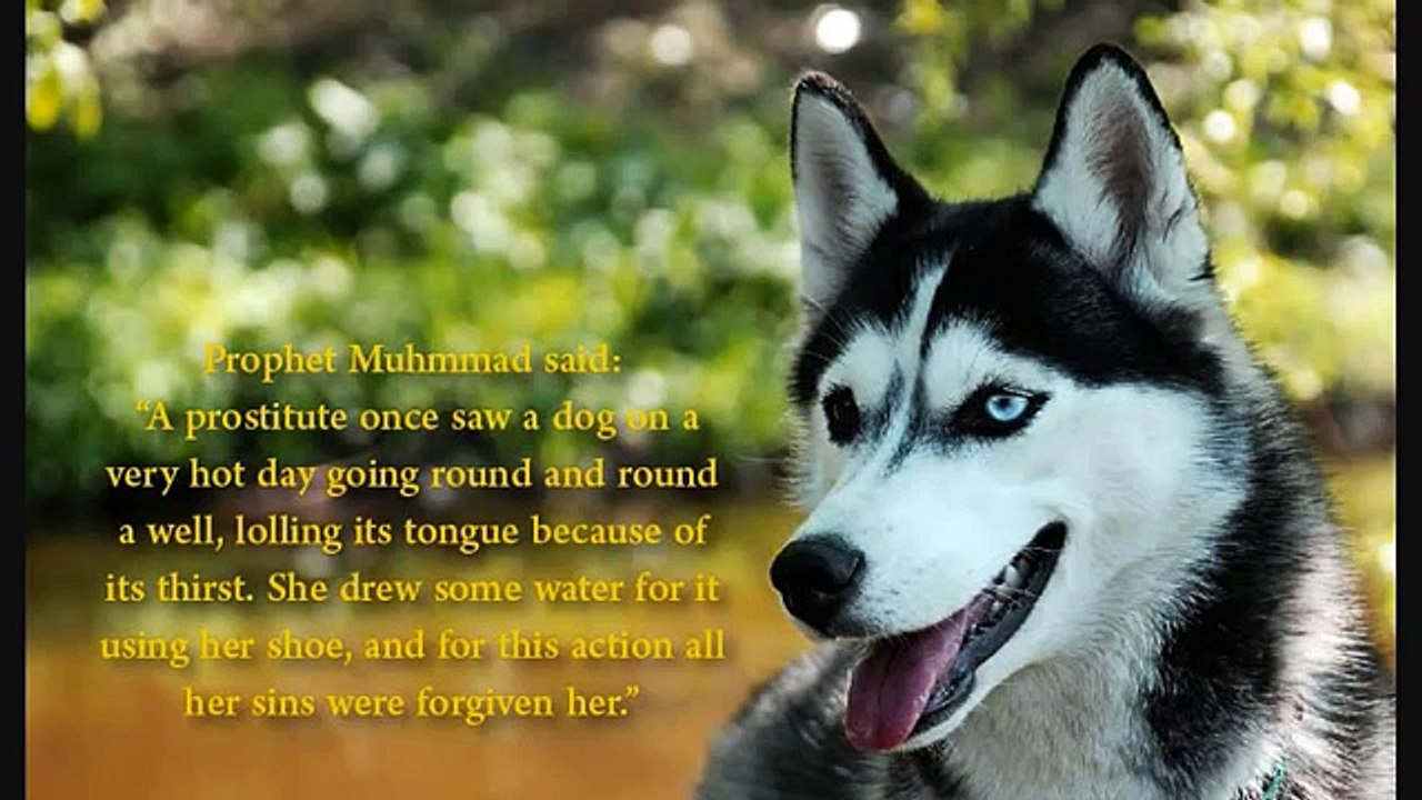 Kindness towards Animals