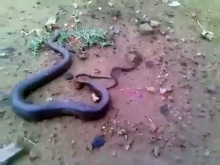 Snake giving birth over dozen babies on the road