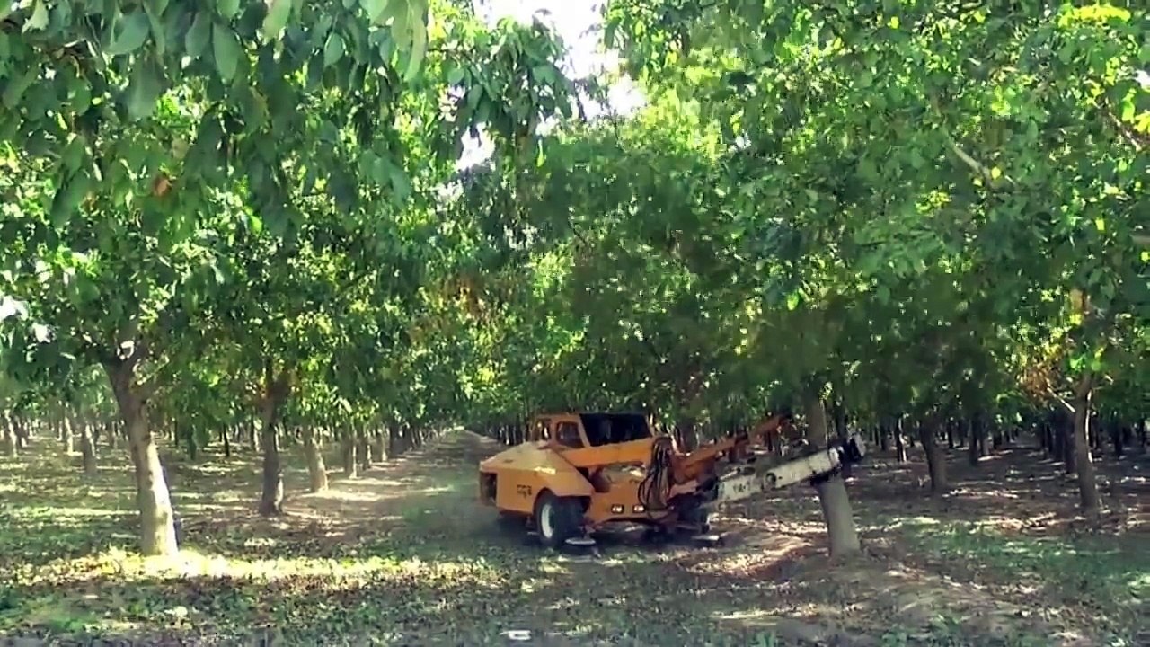 Walnuts