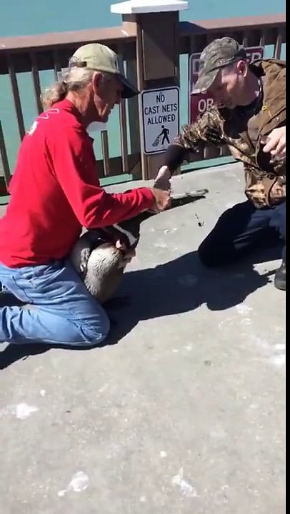 poor pelicans