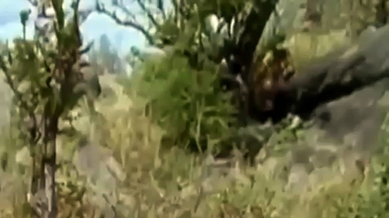 Nat Geo Wild Lions Eat Eeverything! National Geographic Documentary Animal Planet | Wildlife Animals