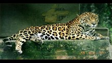 Animal Sound Compilation - Hyena, Tiger, Jaguar, Coyote, Hippopotamus Sounds