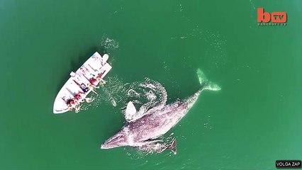 Une baleine et son bébé jouent avec des Touristes - Filmés par un drone