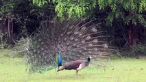 Peacock Courtship Display