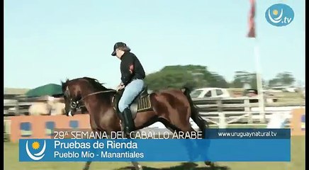 PRUEBA DE RIENDA DE CABALLOS ÁRABES