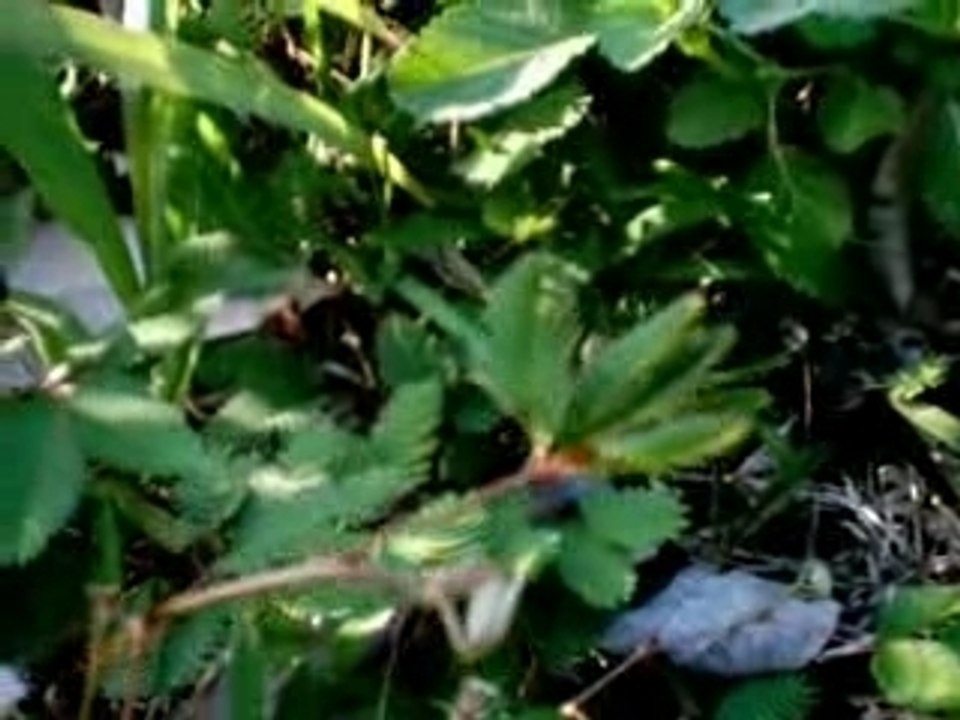 Une plante bizarre...