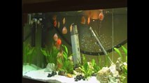 20 discus and 400 cardinal tetra