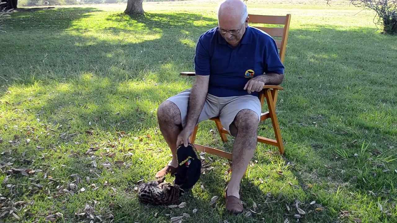 Jugando con la Margay