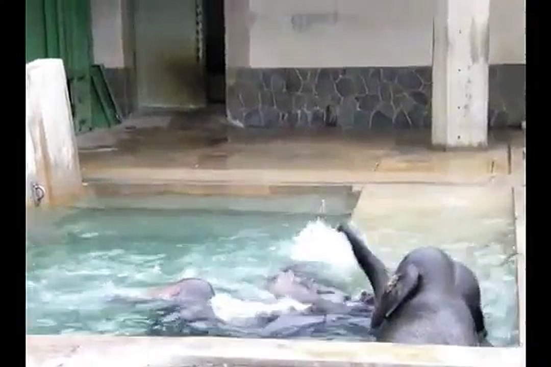 Fun Elephant Bathing