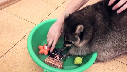Un raton laveur lave des objets dans une bassine